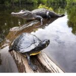 ‘Amerika’nın Amazonu’,   29 Ağustos Cumartesi Saat 20.00’de  National Geographic WILD’da!
