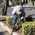 Burhaniye’de Park ve Yeşil Alanlarda Bakım Çalışmaları Sürüyor