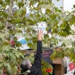 Sadece bu kentin ağaçları kitap açar