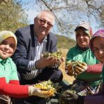 Edremit Belediyesi’nde yeni sezonun ilk zeytin hasadı gerçekleştirildi