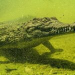 ‘Okavango’nun Vahşi Timsahları’,   4 Ekim Pazar Saat 20.00’de National Geographic WILD Ekranlarında!