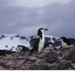 ‘Penguen Dünyası’,   7 Ekim Çarşamba Saat 20.00’de National Geographic WILD Ekranlarında!